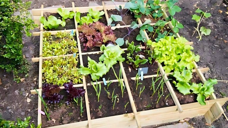 A small garden bed divided into sections, growing various greens, lettuce, and young onion plants, bordered by a wooden frame.