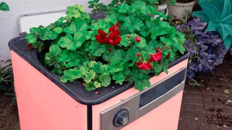 A washing machine repurposed as a planter, filled with vibrant green leaves and red flowers.