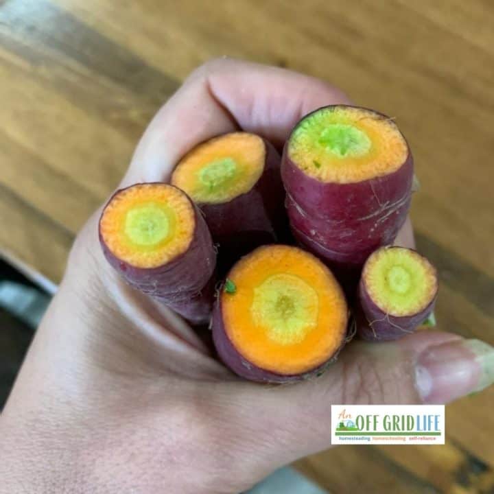 Hand holding carrots