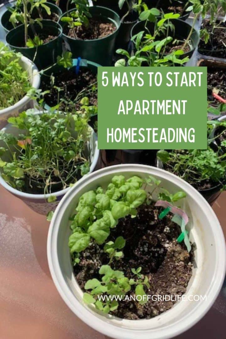 5 ways to start apartment homesteading.