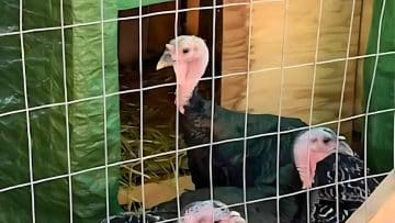 Turkeys behind a wire mesh enclosure with a green and wooden background.