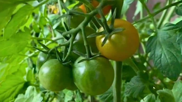 Close-up of green and ripening tomatoes on the vine among green leaves in a garden setting.
