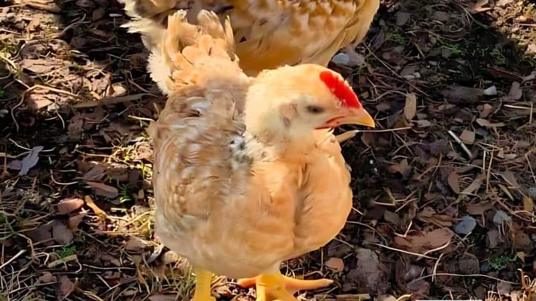 A young chicken with light brown feathers and yellow legs stands on a grassy and leaf-covered ground.
