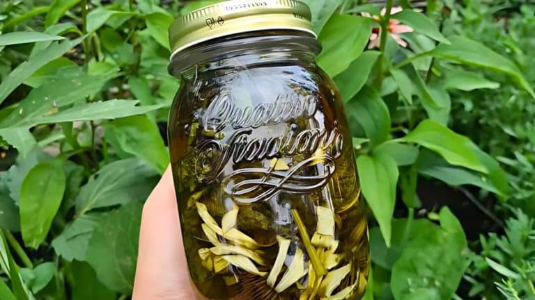 A hand holding a clear jar with a golden lid filled with a liquid and plant matter inside. Green foliage is visible in the background.