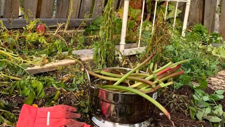 A pot filled with freshly cut rhubarb stalks sits on the ground in a garden, surrounded by overgrown plants and red gardening gloves.