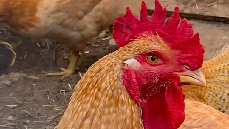 Close-up of a rooster with a bright red comb and wattles, standing on a dirt ground with other chickens in the background.