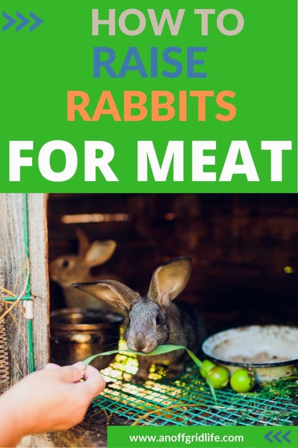 How To Raise Rabbits For Meat