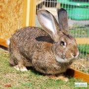 a picture of a single brown rabbit inside an outdoor cage