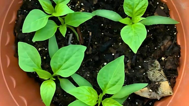 Green seedlings growing in a round, brown pot filled with soil.