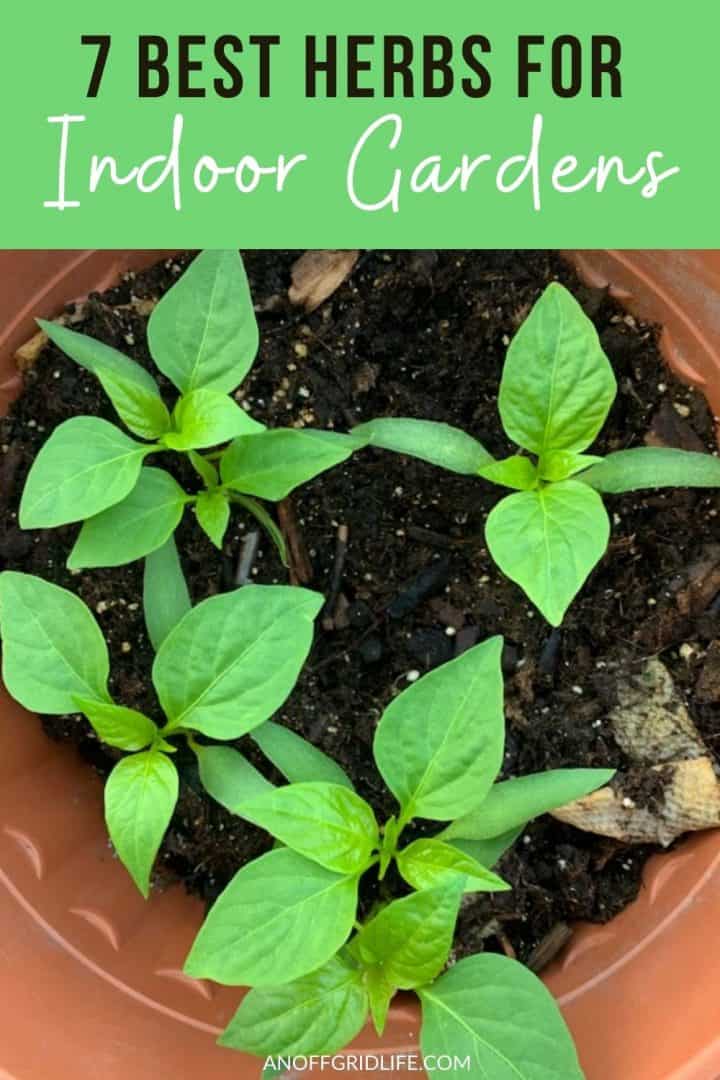 a pinterest image of basil seedlings growing in a clay pot, with text overlay "7 best herbs for indoor gardens"