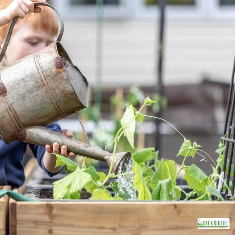 a child watering a vegetable garden with a metal watering can
