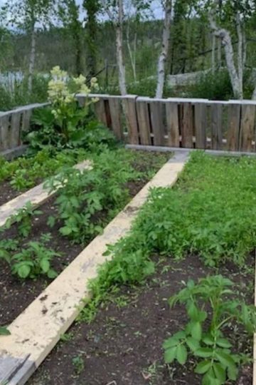 a picture of a garden with green plants, a wooden fence and rows between.