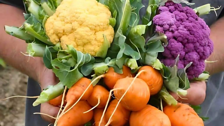 Close-up of hands holding a yellow cauliflower, purple cauliflower, and several orange carrots with green leaves.