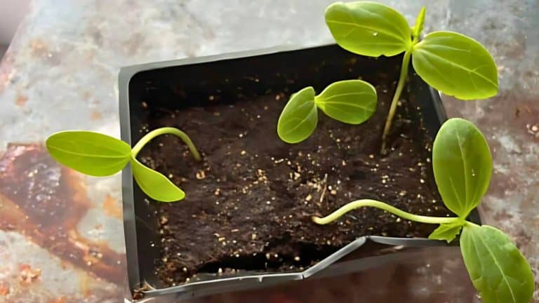 Four small seedlings with green leaves growing in a black plastic pot filled with dark soil.