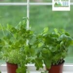 Three potted herbs on a window sill.