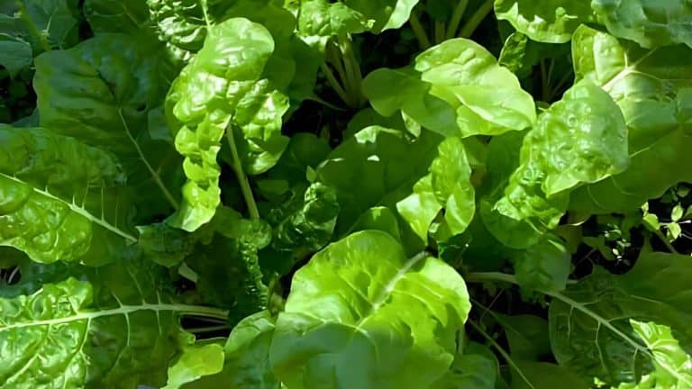 Close-up of lush, green Swiss chard leaves growing in a garden.