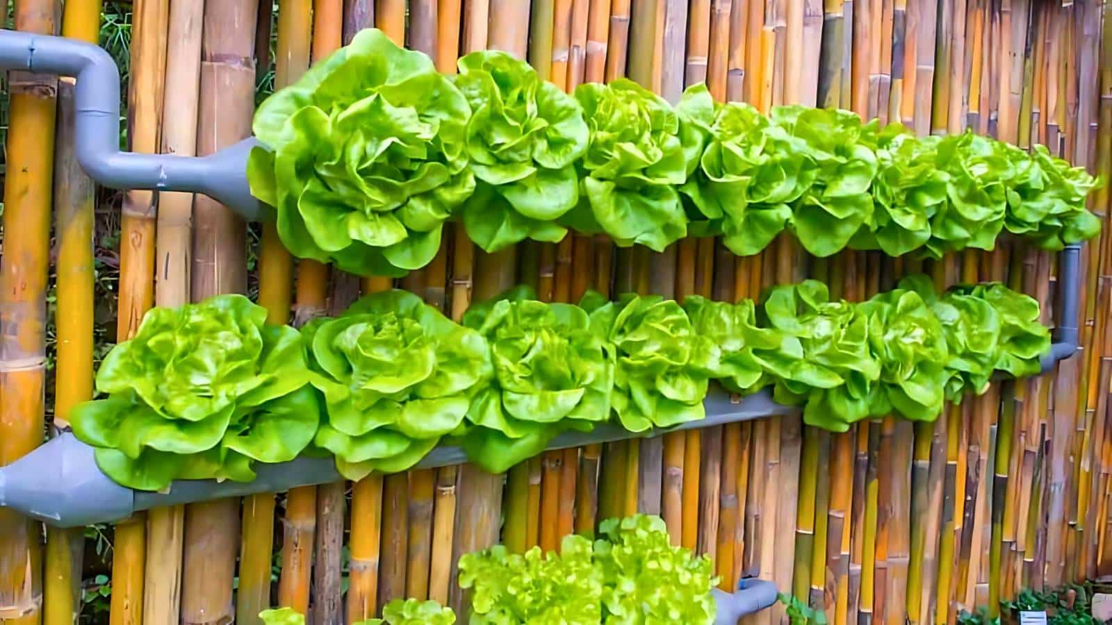 Rows of green lettuce grow in a vertical hydroponic system against a bamboo wall.