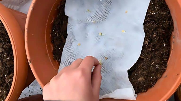 A hand placing seeds onto a white sheet in a brown pot filled with soil.