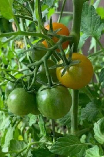 picture of three green, un-ripe tomatoes on the vine of a plant, often one of the backyard gardening basics for beginners.