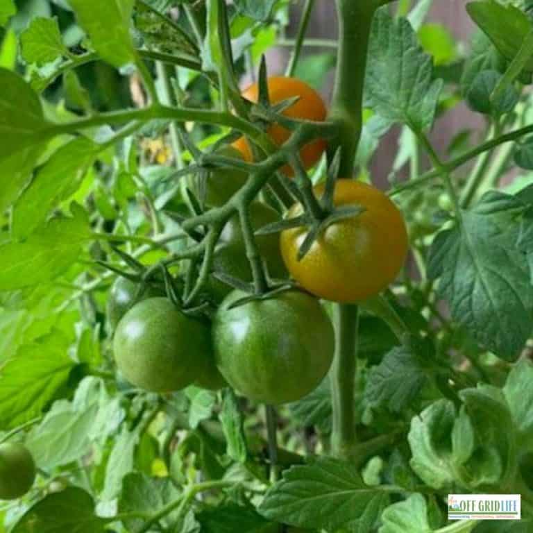 picture of three green, un-ripe tomatoes on the vine of a plant, often one of the backyard gardening basics for beginners.