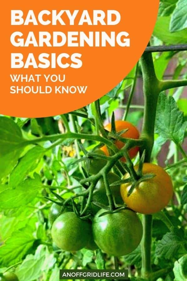 a pinterest image of a tomato plant in a backyard garden with text overlay "backyard gardening basics: what you should know"