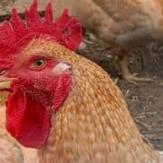 Western rustic rooster.