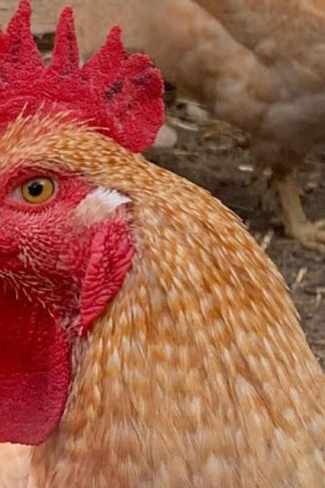 Western rustic rooster.