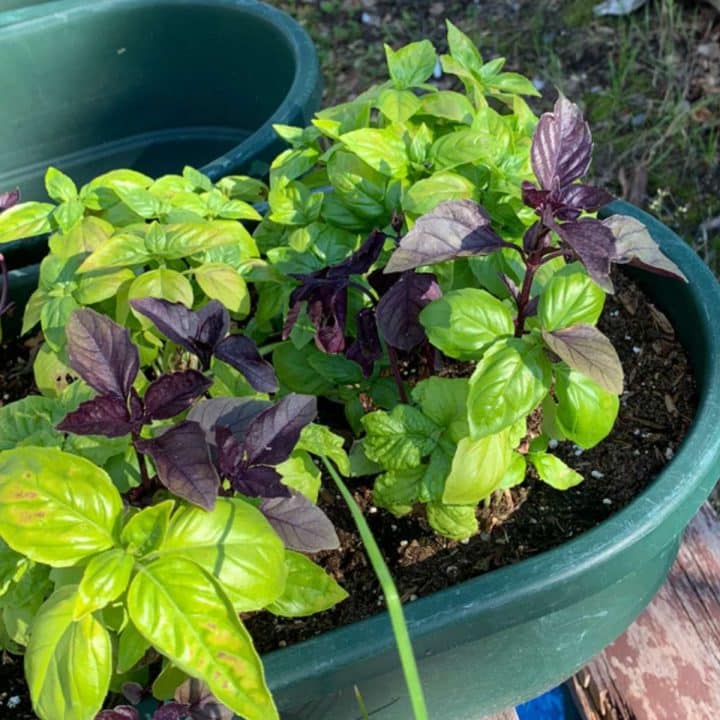 Basil plants growing in a green container.