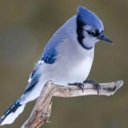 A blue jay perched on a branch against a blurred green background.