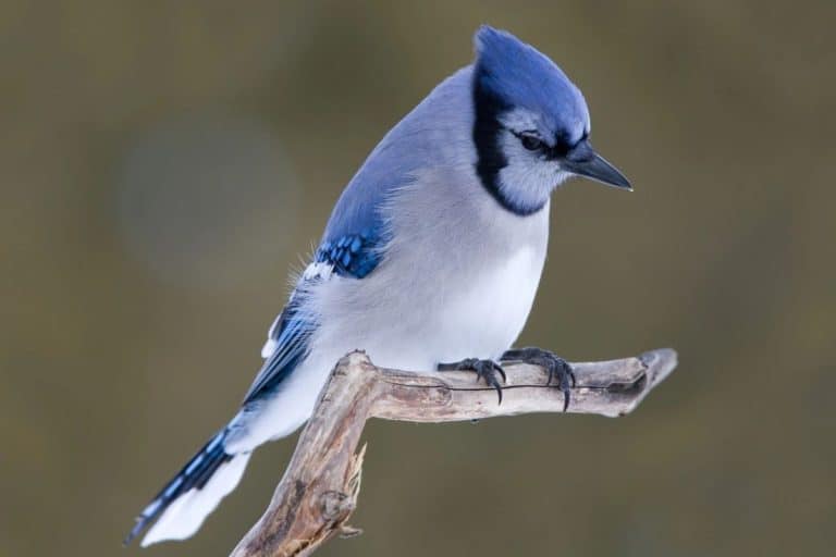 A blue jay perched on a branch against a blurred green background.