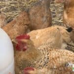 Wondering what backyard chicken supplies are "must-haves" when you're starting your first flock? These things made our life easier!