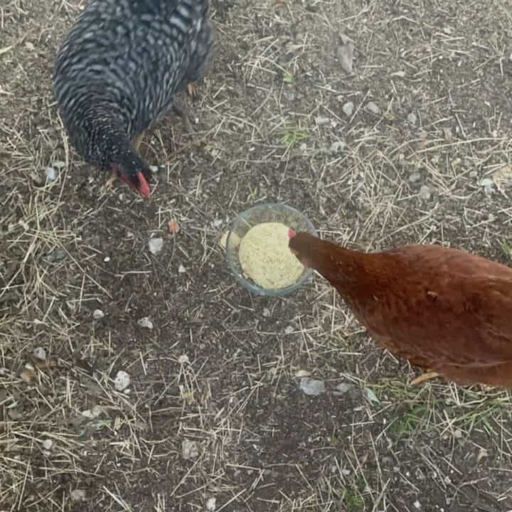 Chickens Eating Fermenting Feed