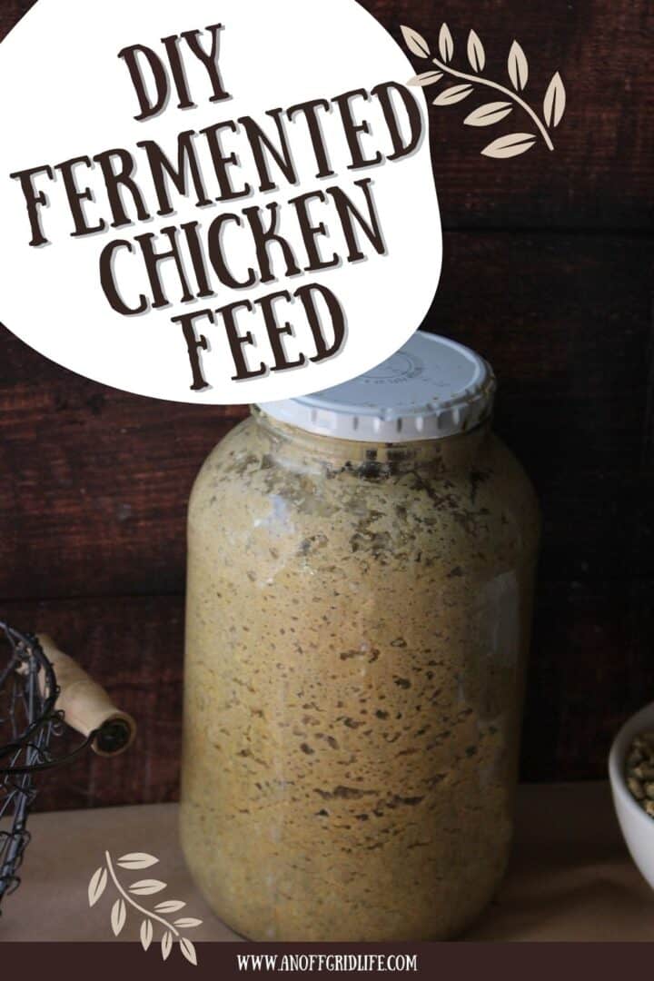 DIY Fermented Chicken feed text overlay on image of fermenting feed in mason jars.