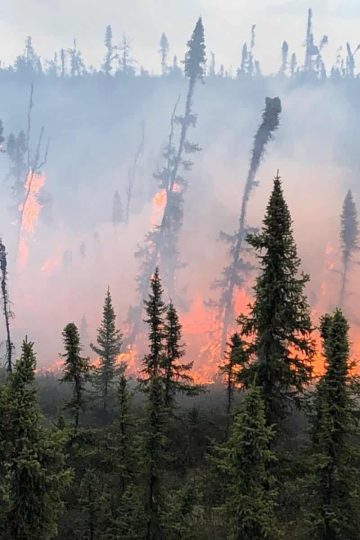 Brush fire in Canadian subarctic with evergreens burning
