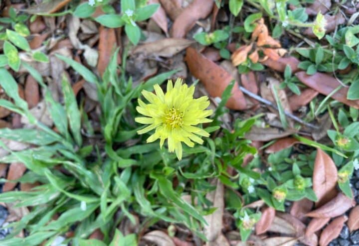 Dandelion in spring.