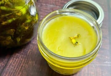 Dandelion oil and salve in glass jars.
