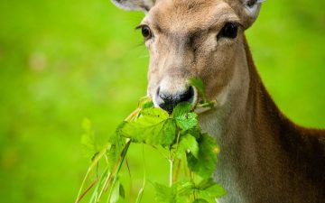 a white-tailed deer standing in a field and eating a mouthful of greens