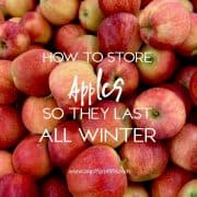 How to store apples so they last all winter text overlay on pic of red apples