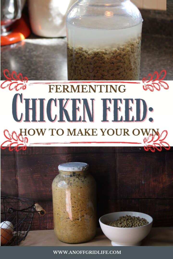 Fermenting Chicken Feed How to Make Your Own