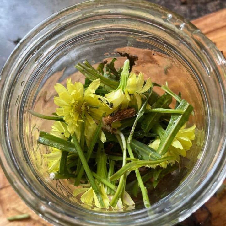 Dandelion flowers and stems in jars.