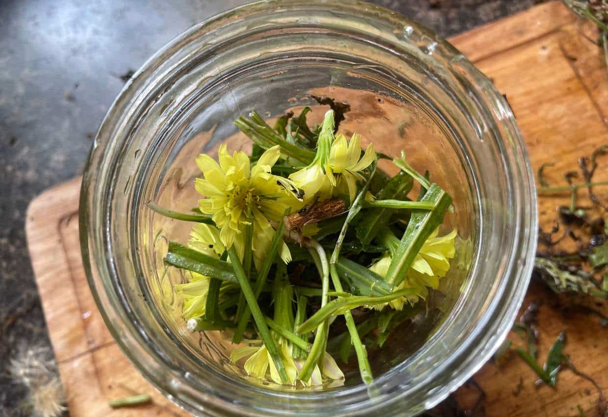 How to Make Dandelion Tincture: Health Benefits & Uses - An Off Grid Life