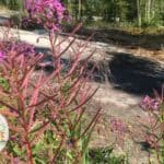 Fireweed growing in rocky area