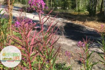 Fireweed growing in rocky area