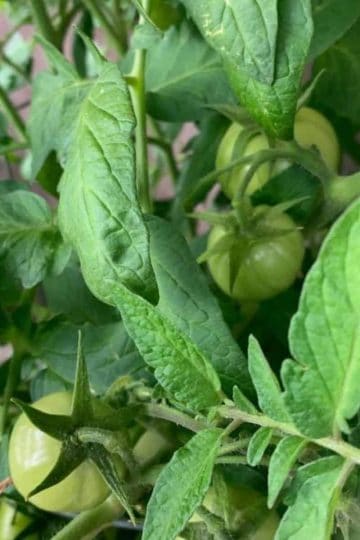 some green cherry tomatoes on a vine surrounded by green leaves