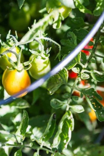 yellow, green and red small tomatoes on the vine surrounded by green leaves