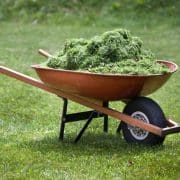 A wheelbarrow filled with grass clippings is positioned on a lawn.