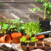 A person watering young plants and growing organic seeds on a table with gardening tools, pots, and seedlings visible against a wooden background.