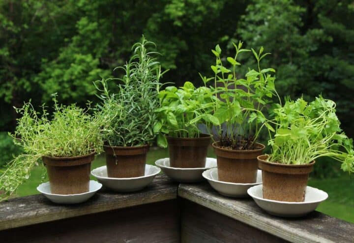 Herbs growing in pots on a ledge.
