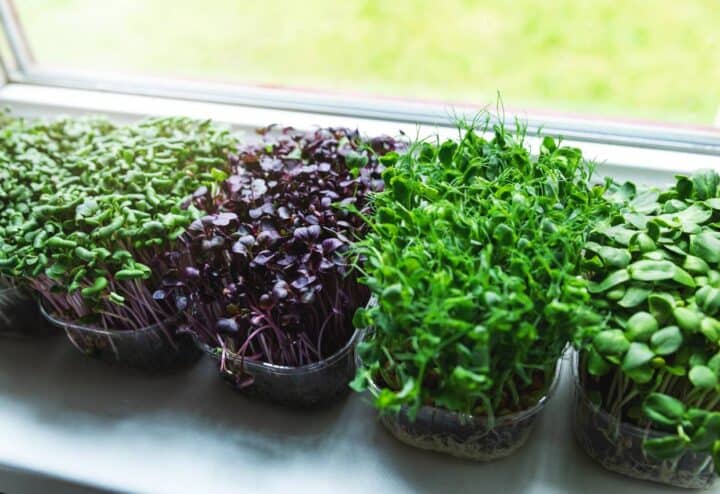 Herbs to transplant for potager gardening.