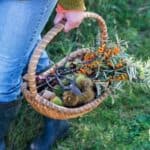 a picture of a person carrying a wicker basket with foraged herbs, plants and berries.